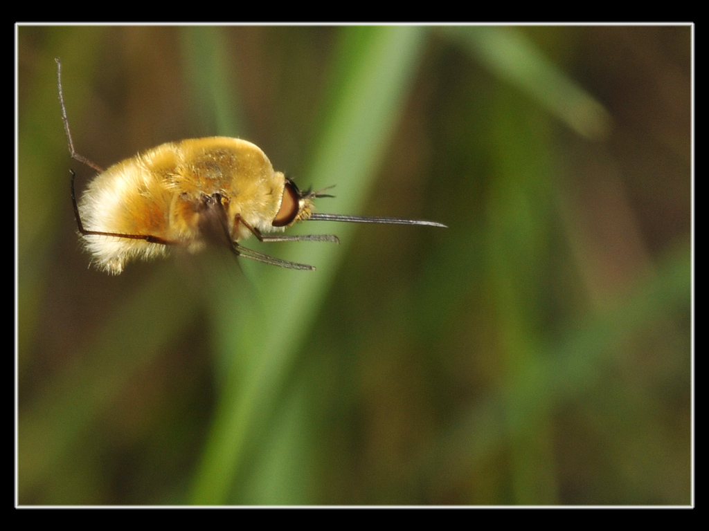 Galleria di insetti in volo